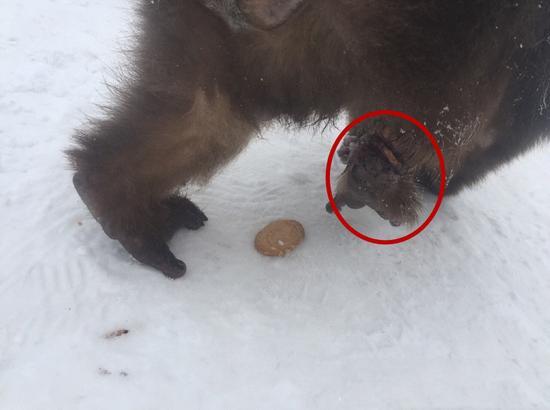俺老孙又回来了！峨眉山向路人求救猴王康复再称王