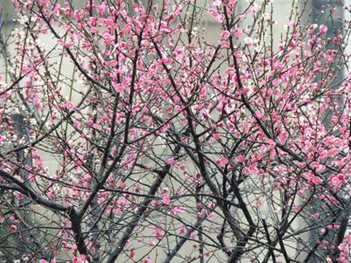 中秋春雨香雪海