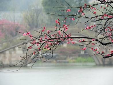 中秋春雨香雪海