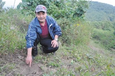 葛建平：保护野生东北虎豹拟入&ldquo;十三五&rdquo;规划