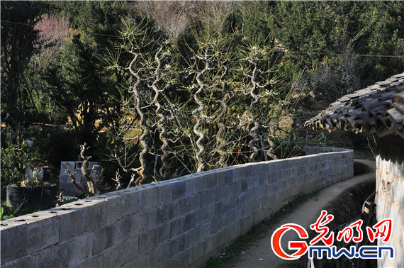 【新常态 光明论】美丽乡村搭上城镇化建设的快车