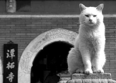潭柘寺&ldquo;猫住持&rdquo;去世 景区否认照料有失