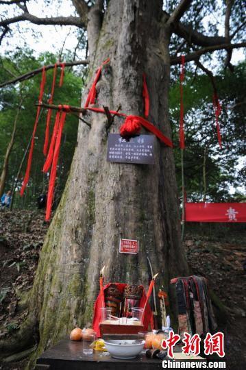 探访贵州千年树龄、亚洲最大红豆杉村民敬为“神树”