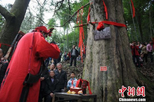 探访贵州千年树龄、亚洲最大红豆杉 村民敬为“神树”