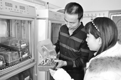 龙镇农场良种发芽率均在90%以上