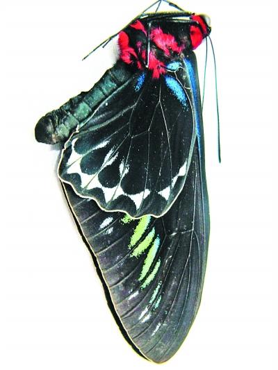 最大濒危蝴蝶标本走私案侦破查获标本2800余枚-新华网