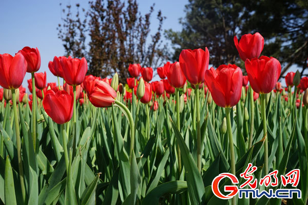 【网络媒体走转改】唐山世园会开幕&ldquo;不落幕&rdquo;