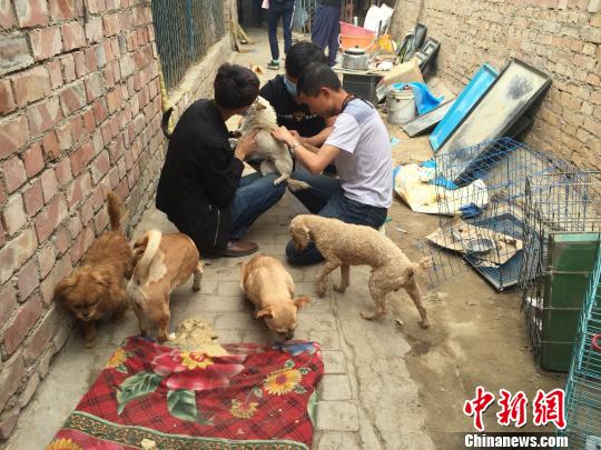 青海省唯一流浪动物救助站的酸甜苦辣