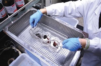 小龙虾有多种寄生虫?实验发现煮熟了吃就没事