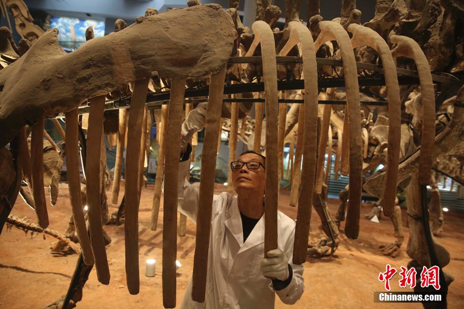 走近恐龙&ldquo;美容师&rdquo;&mdash;&mdash;古生物化石修复人员