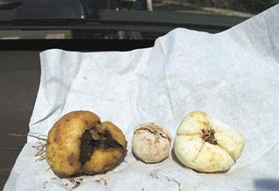 多种常见止咳药检出硫磺 原料集散地卖含硫药材