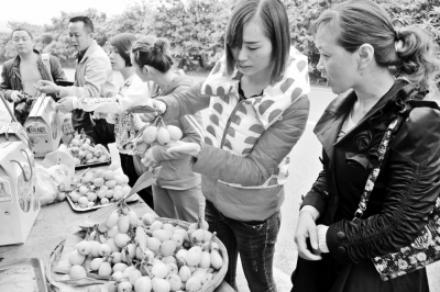 纳溪:天仙洞枇杷香甜引客来