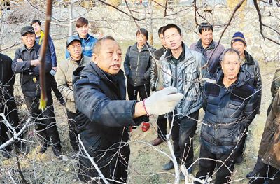 李保国(前左)在河北省内丘县岗底村向村民讲解果树修剪知识(1月27日摄)。