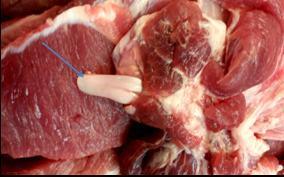 图1.猪肉中的&ldquo;白色带状物&rdquo;(佘锐萍)