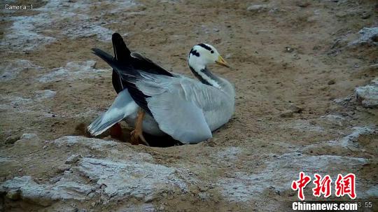 &ldquo;世界飞得最高的鸟类&rdquo;在长江源数量逐年增长