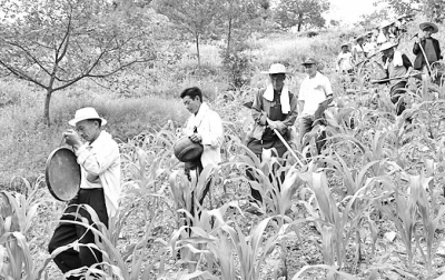 发掘传承非遗青川敲起薅草锣鼓