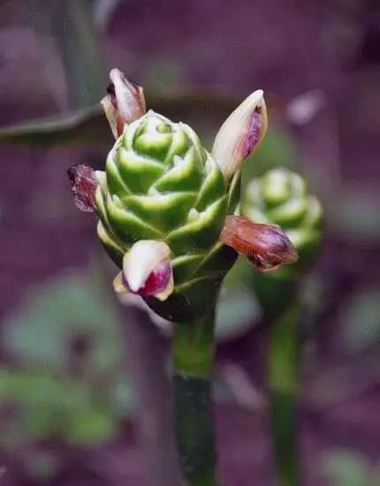 吃了一辈子蔬菜,却没见过它开花的样子?太惊艳