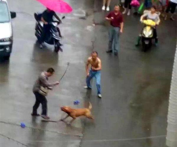 湖北一大型犬当街撕咬领养主人 警方3枪击毙