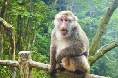 女游客在峨眉山景区遇猴子夺包 腿被连咬两口