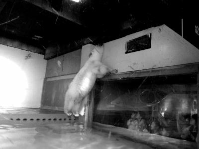 广州一商场内&ldquo;最悲伤北极熊&rdquo;引争议