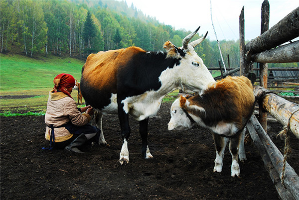 【纪检人·镜头】迷人边城布尔津