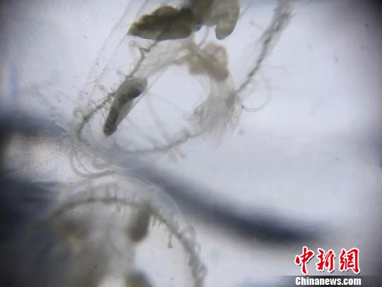 福建一水库现近万只世界级濒危物种&ldquo;桃花水母&rdquo;