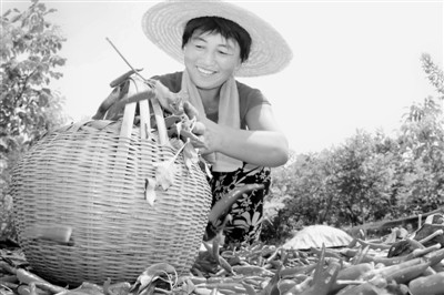 又是辣椒丰收时