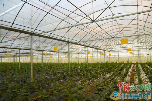 【网络媒体走转改】瑞金点燃农村扶贫火把 农