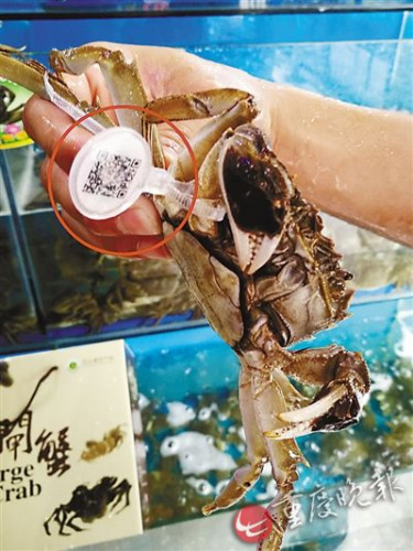 阳澄湖大闸蟹尚未到开捕日&ldquo;李鬼&rdquo;已大规模上市