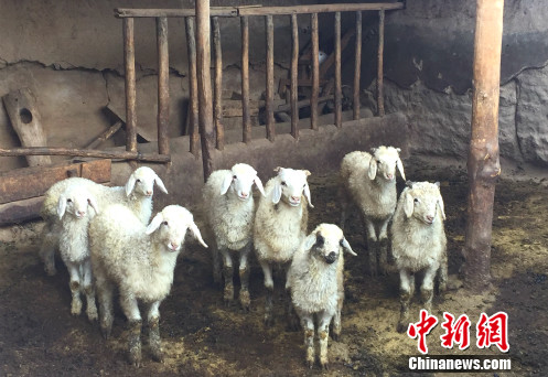 武玉萍家养殖的羊。中新网 记者 摄