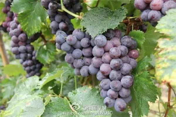 国庆去哪儿？走过这条路的广西人，恐怕你会哭！