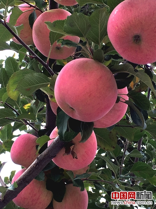 【网络媒体走转改】洛川苹果的中国梦 互联网