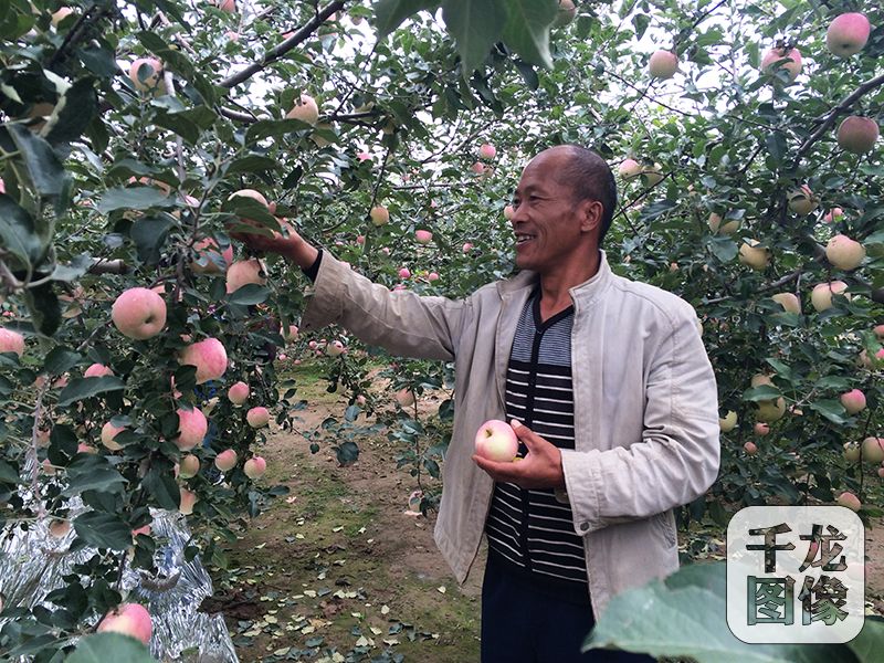 到了豐收的季節，城川鄉小寨村村民楊道道在自家果園裏採摘蘋果。千龍網記者 馬文娟 攝