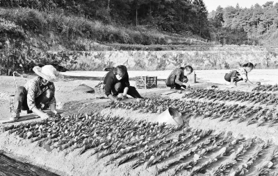 孙长建培育优质茶苗500万株