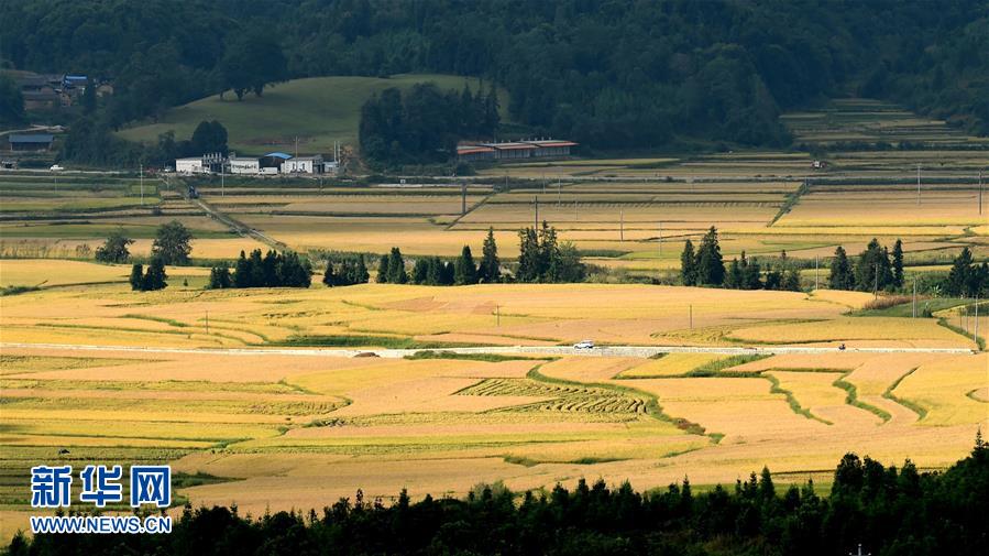 （秋季美丽生态&middot;XHDW）（1）云南陇川秋意浓