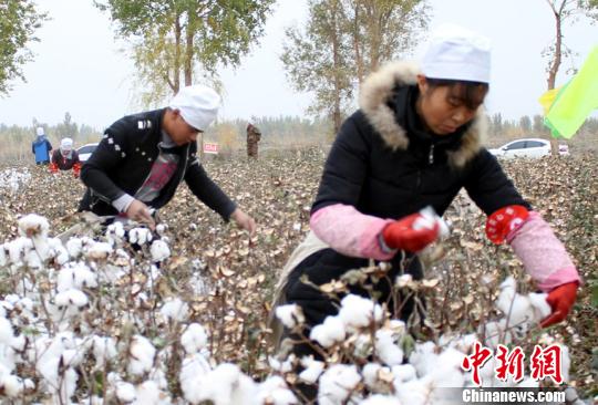 探访新疆南部农民和兵团农场承包户生活场景：兄弟姐妹亲