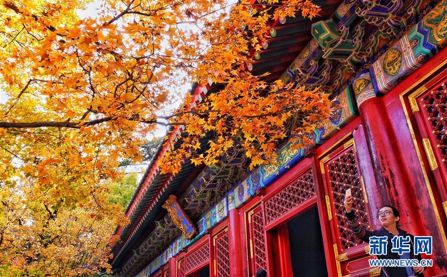 （社会）（2）北京：红叶引游人
