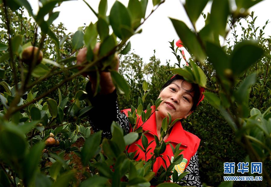 （图文互动&middot;来自一线的调查报告）（4）农民工&ldquo;归去来兮&rdquo; 农村变创业热土&mdash;&mdash;河南信阳农民工返乡创业潮观察