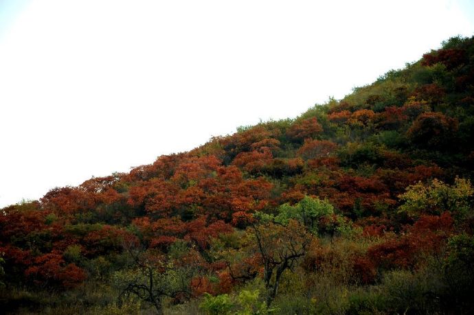 天门居看红叶