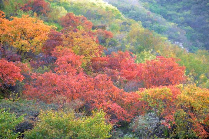 天门居看红叶