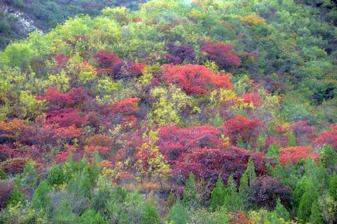 天门居看红叶