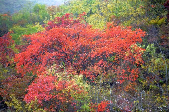 天门居看红叶