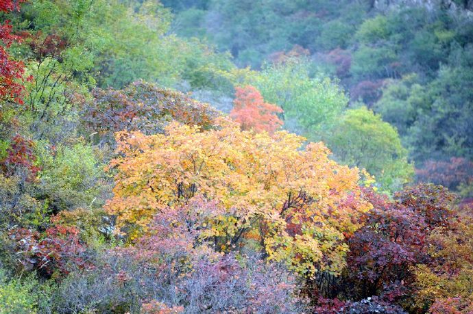 天门居看红叶