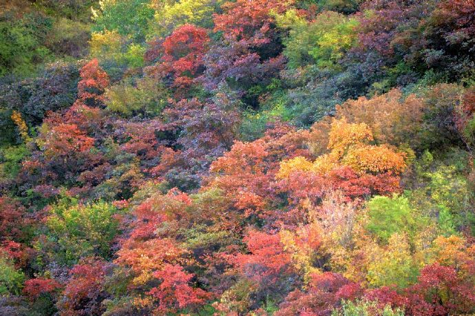 天门居看红叶