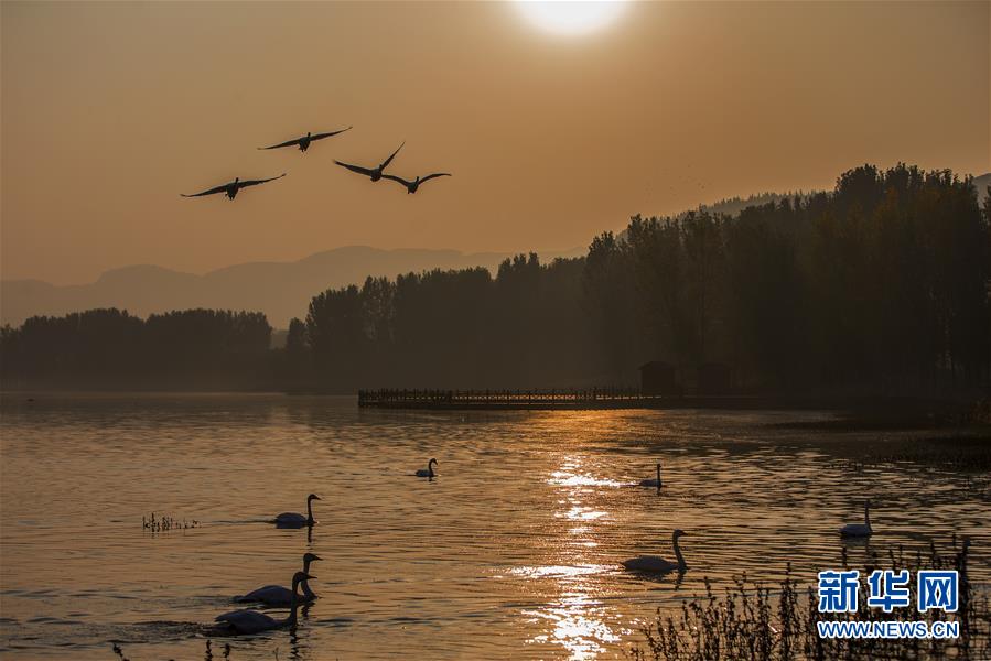 #（秋季美丽生态）（3）山西平陆：金秋天鹅湖