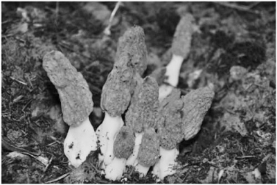 陕西马合农场羊肚菌人工栽培获成功