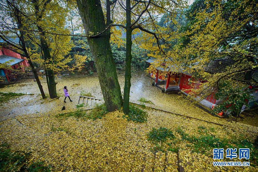 （晚报）（3）古刹千年银杏落叶&ldquo;铺金毯&rdquo;