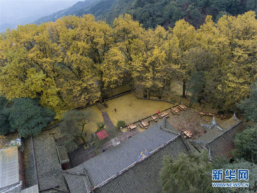 （晚报）（2）古刹千年银杏落叶&ldquo;铺金毯&rdquo;