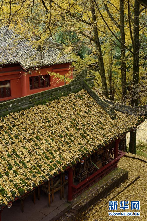 （晚报）（4）古刹千年银杏落叶&ldquo;铺金毯&rdquo;