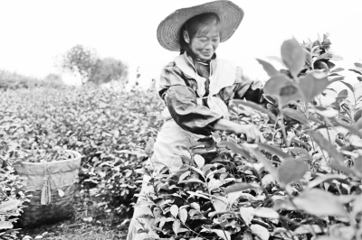 纳溪区护国镇茶苗剪枝扦插忙